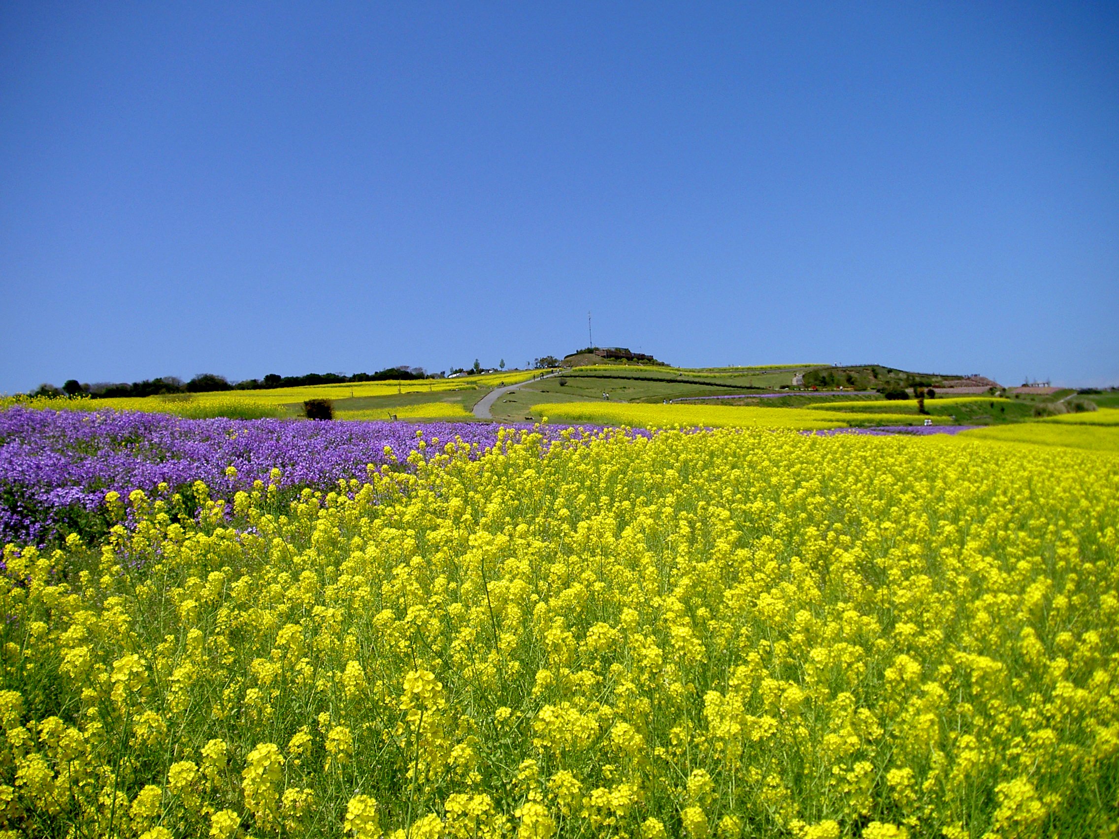 菜の花まつり 淡路花祭春