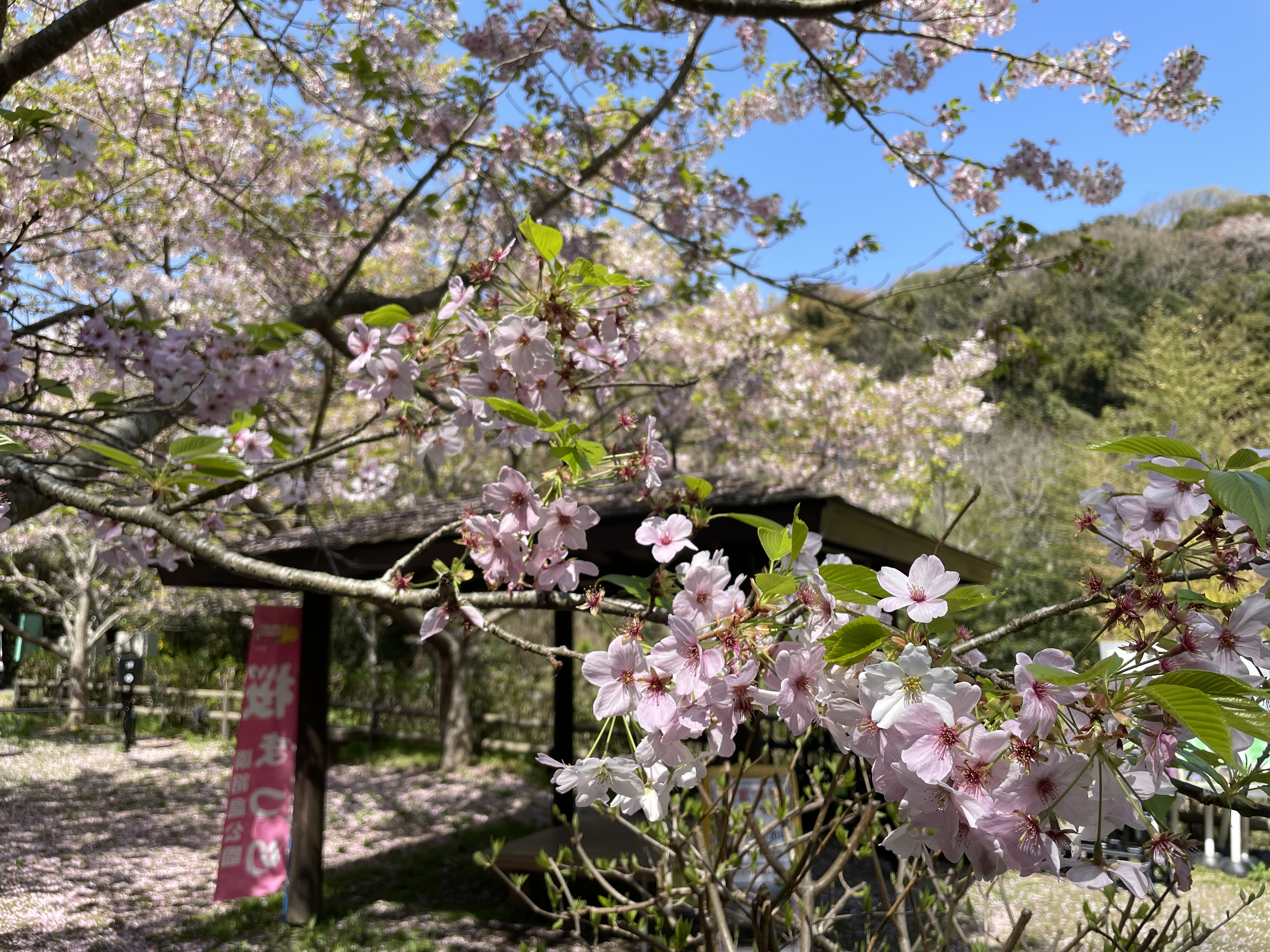 桜まつり