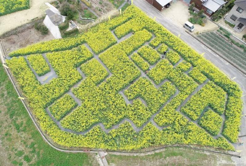 大野地区菜の花迷路