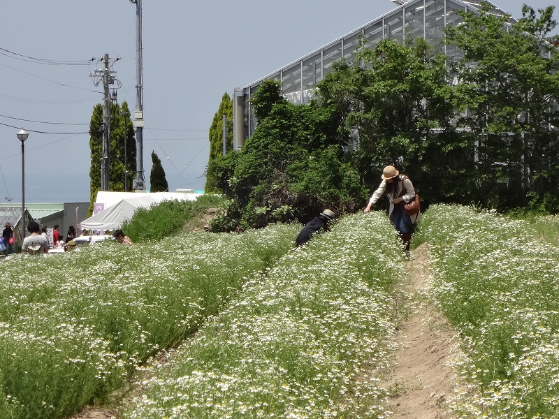 カモミール摘み取り体験