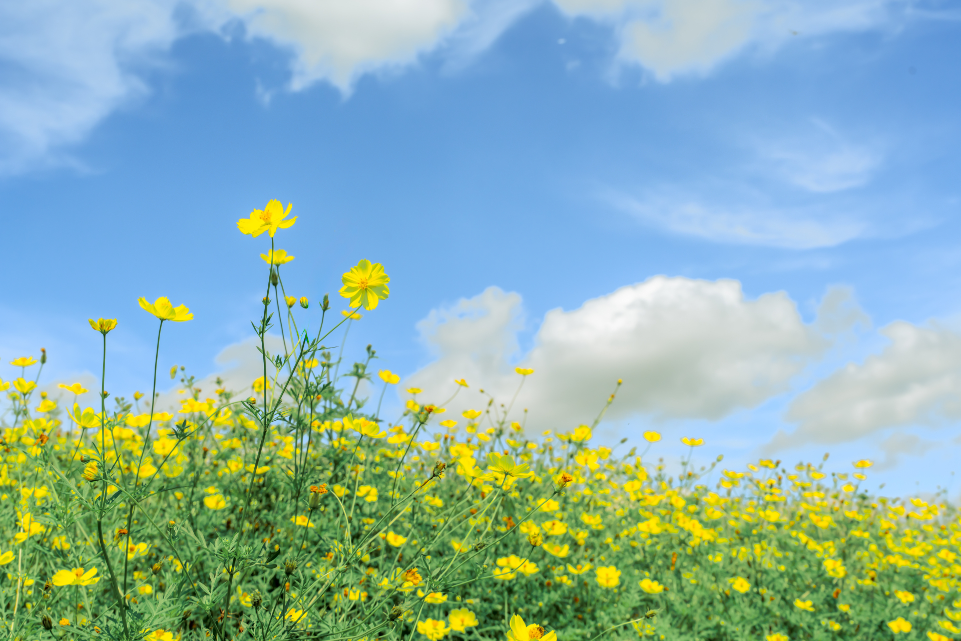 放牧場の花畑