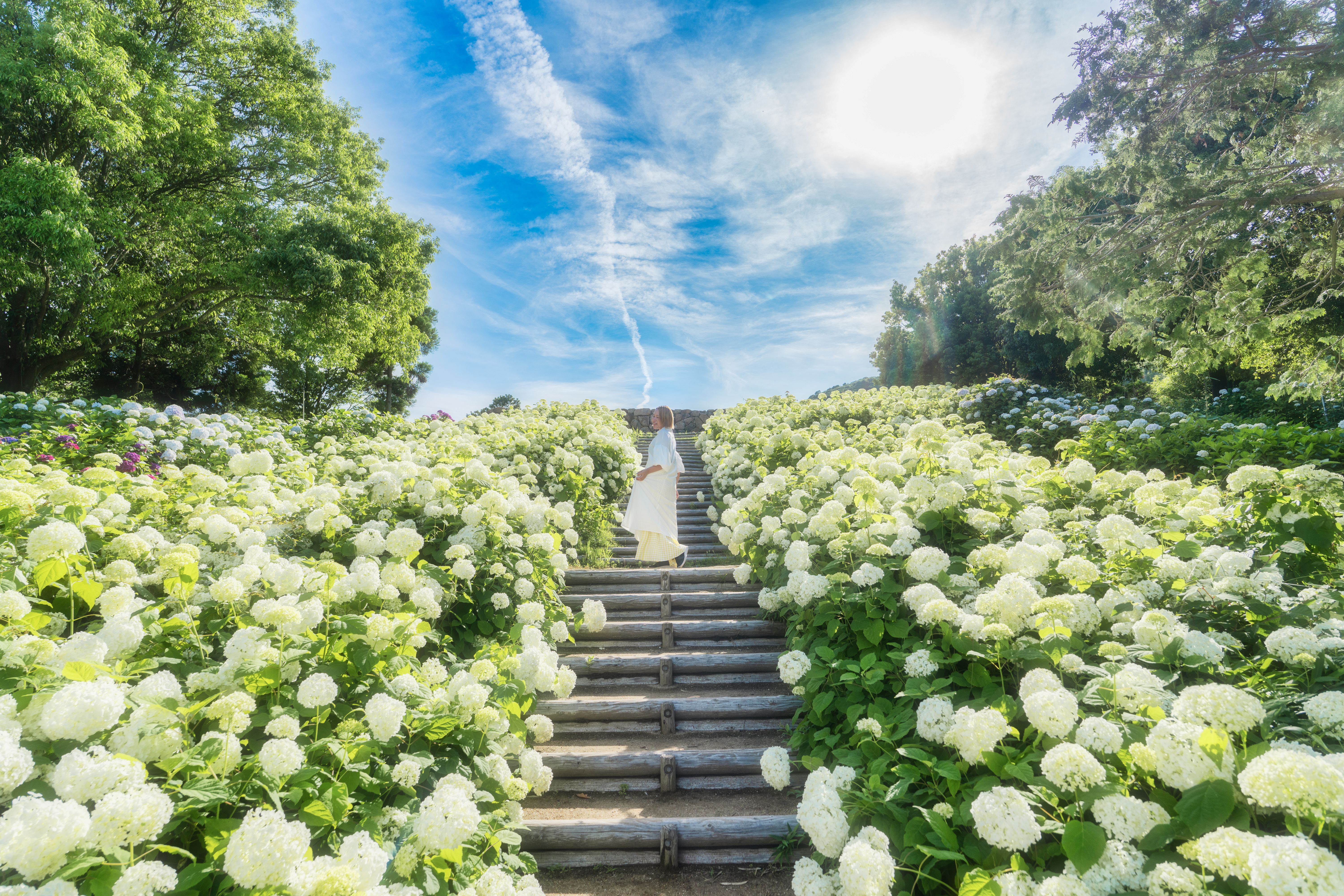 最優秀賞「紫陽花の季節」