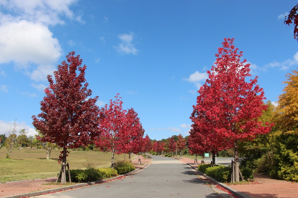 緑豊かな広い公園。モミジバフウなど（県立淡路島公園） 