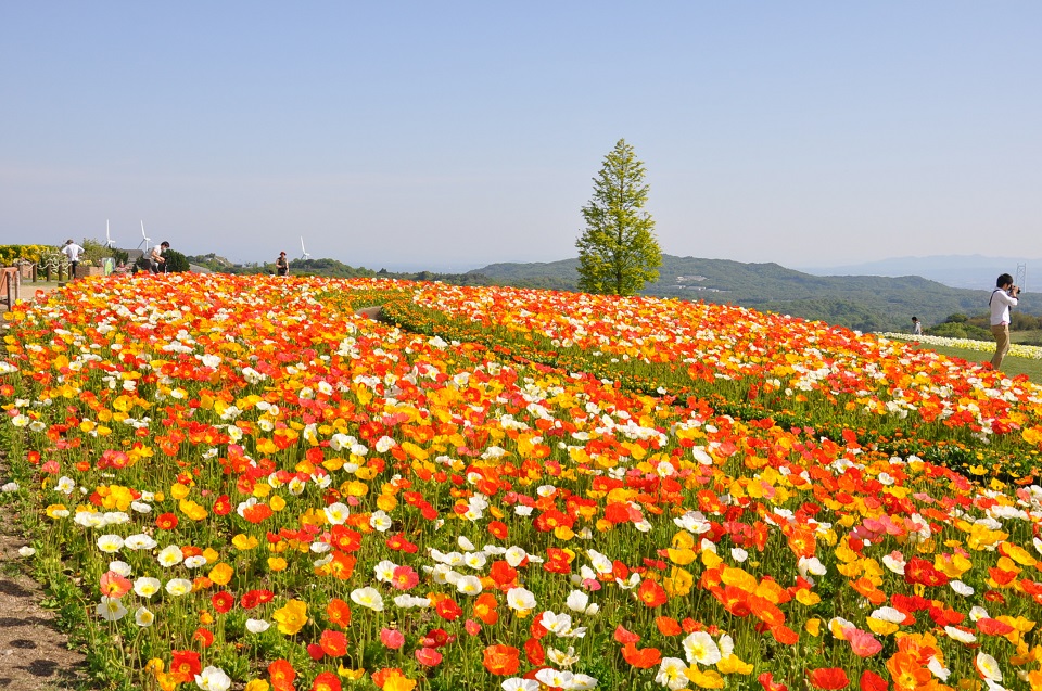 県立公園あわじ花さじき（ナノハナ、アイスランドポピー　ほか）