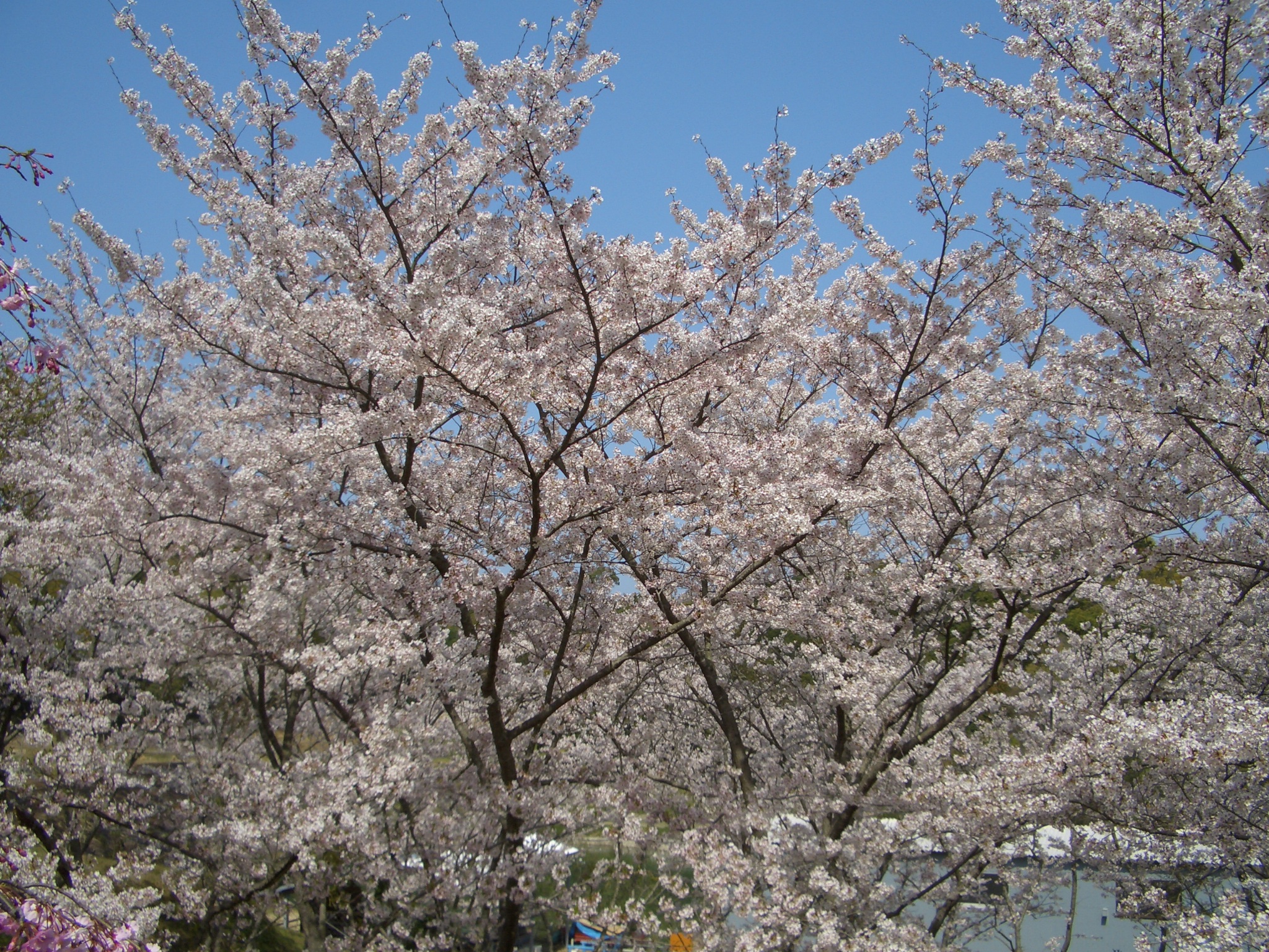 淡路市立香りの公園（サクラ、ライラック　など）