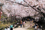 曲田山公園