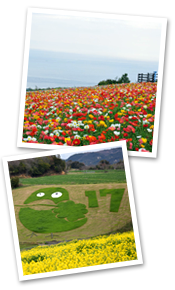 県立公園あわじ花さじき