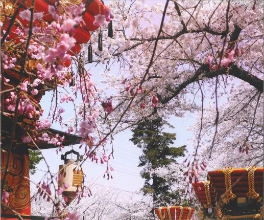 春祭りだんじりと桜