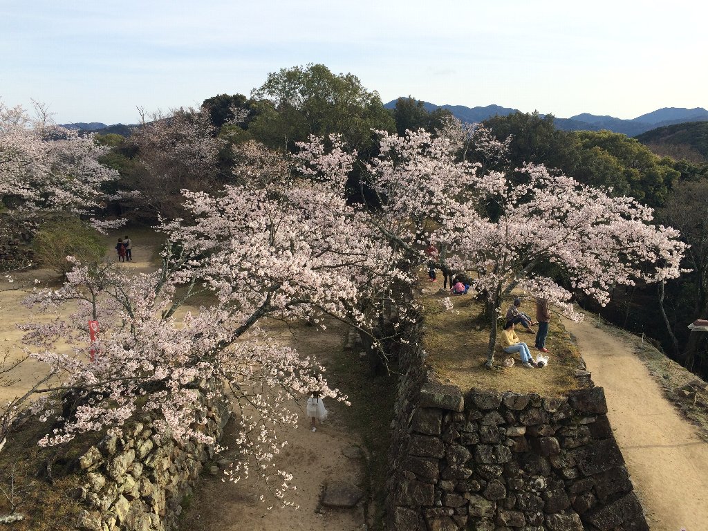 「洲本城の桜」