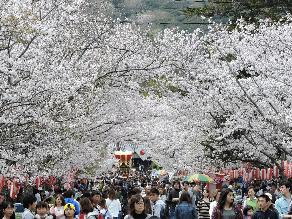「祭りと満開の桜の競演」