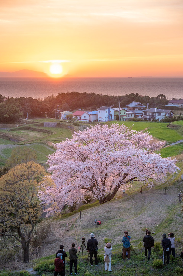 心に焼きつく夕桜