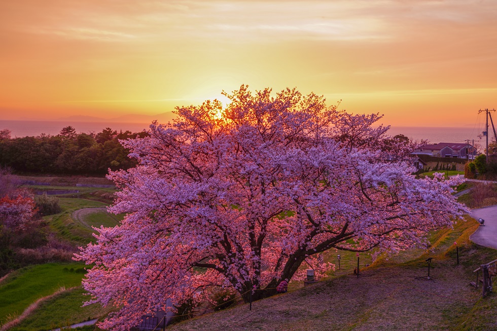 たもやん桜