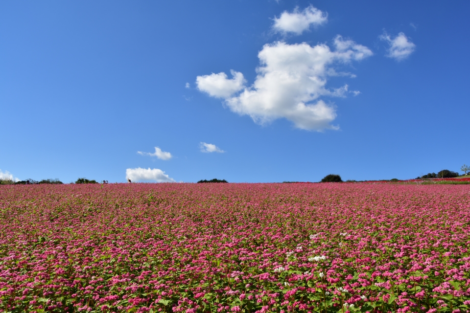 秋空に赤そばの花映えて