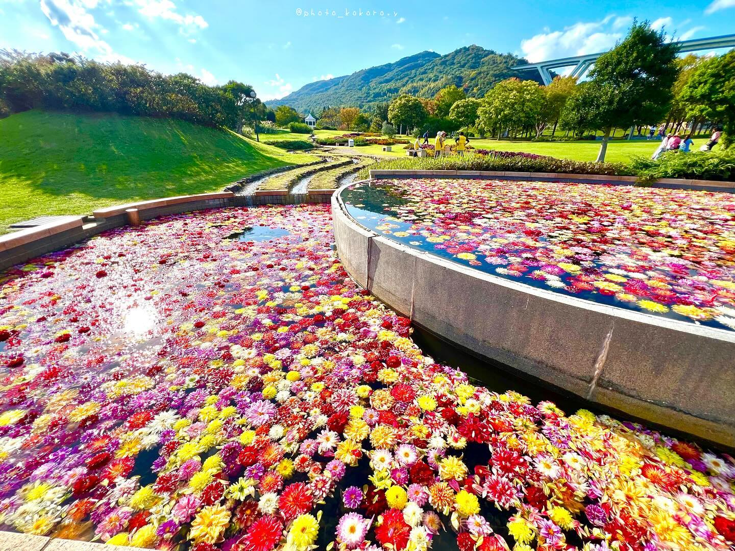 水に浮かぶダリア