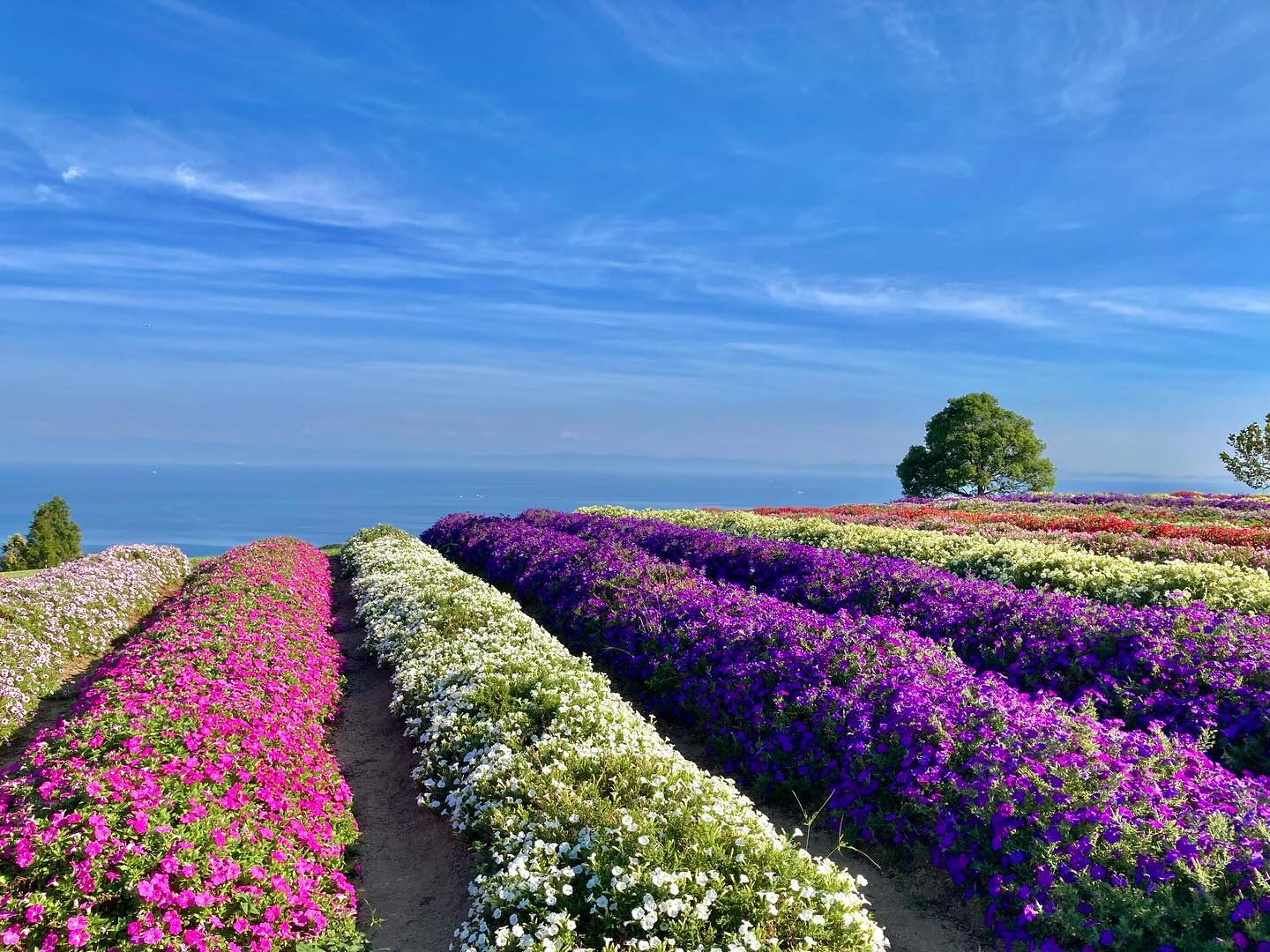 天空への花小道