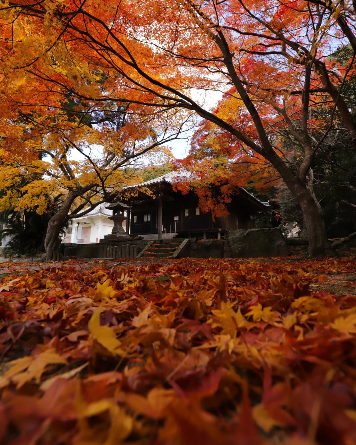 紅葉の絨毯