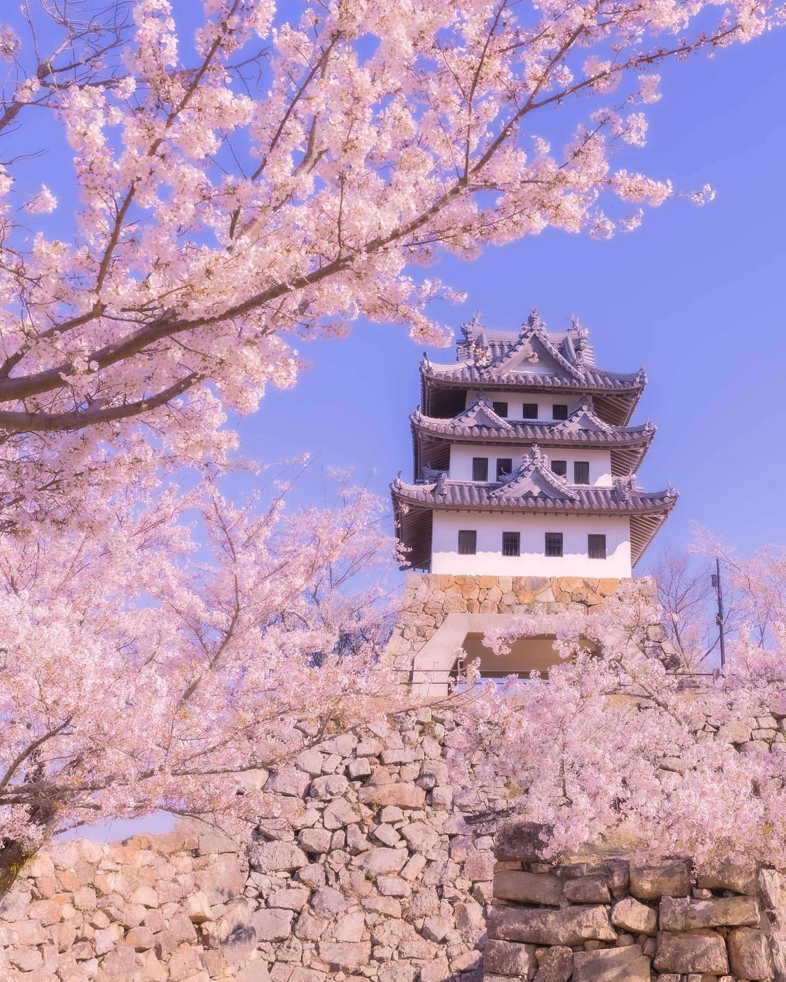 兵庫 洲本城跡と桜